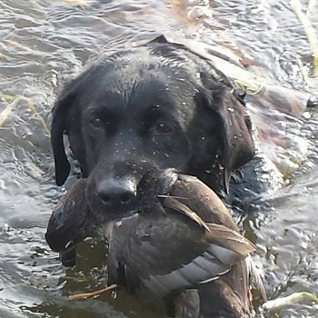Hunting Waterfowl with Dogs